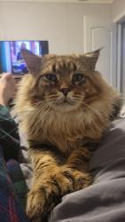 Lost Male Cat last seen Blueberry Trail Granbury TX, Oak Trail Shores, TX 76048