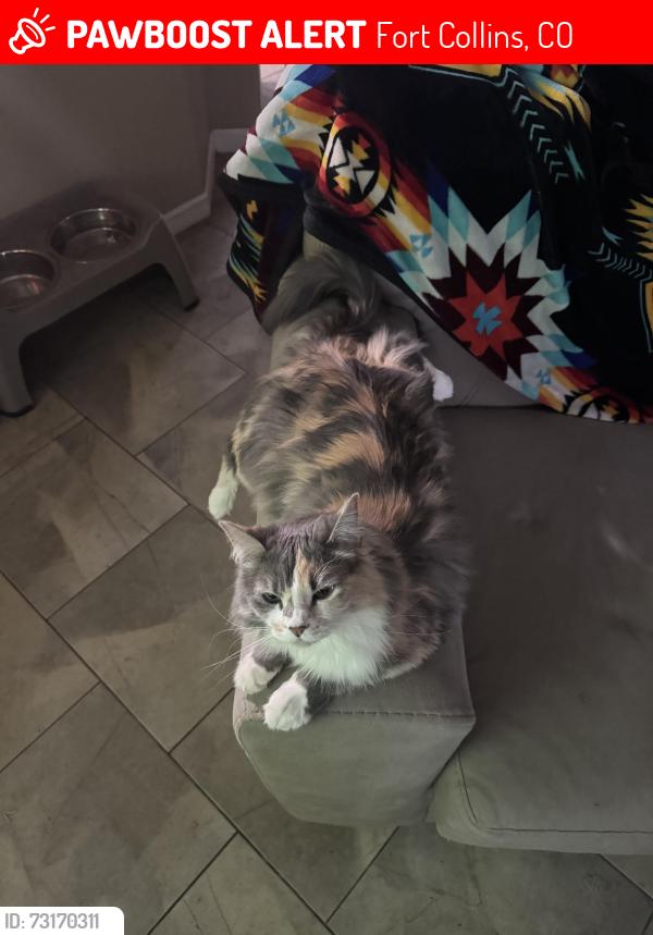 Lost Female Cat last seen Near Parkview Dr, Fort Collins, CO 80525, Fort Collins, CO 80525