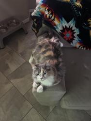Lost Female Cat last seen Near Parkview Dr, Fort Collins, CO 80525, Fort Collins, CO 80525