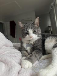 Reunited Male Cat last seen Old centralia, Chester, VA 23831
