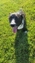 Found/Stray Male Dog last seen Westridge Subdivision, O'Fallon, MO 63366