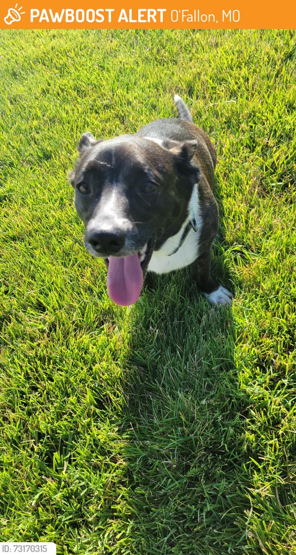 Found/Stray Male Dog last seen Westridge Subdivision, O'Fallon, MO 63366