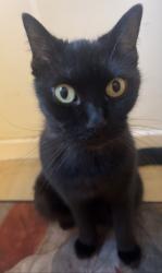 Lost Male Cat last seen Dolphin Lane, West Midlands, England 