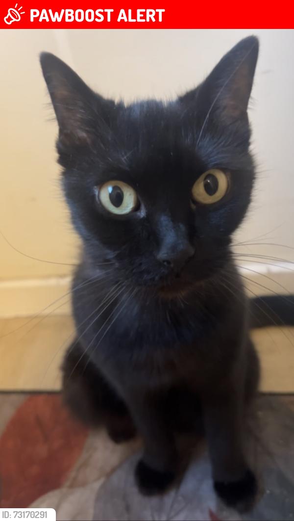 Lost Male Cat last seen Dolphin Lane, West Midlands, England 