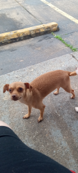Lost Female Dog last seen Between fiesta and Lamar high School. Falcon point, Rosenberg, TX 77471