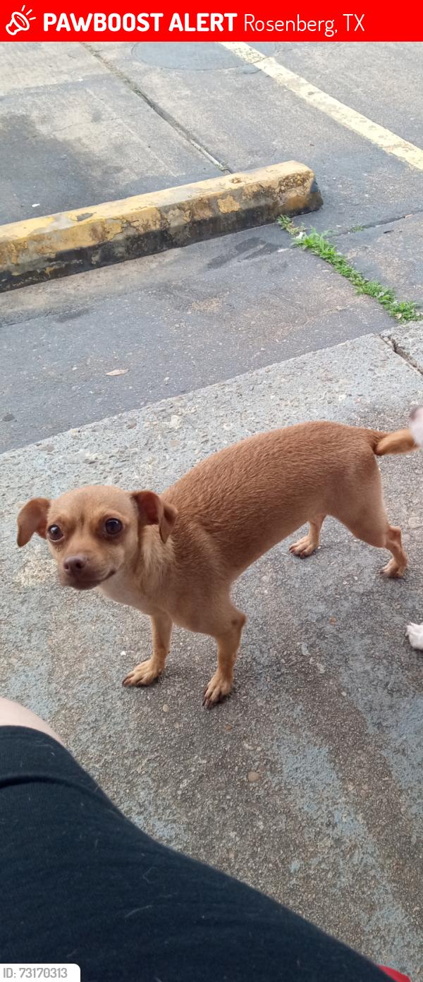 Lost Female Dog last seen Between fiesta and Lamar high School. Falcon point, Rosenberg, TX 77471