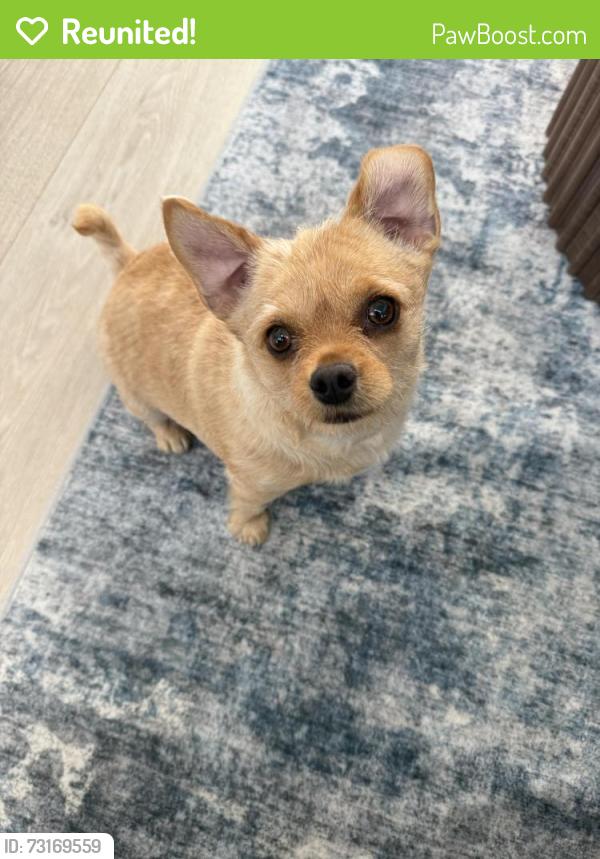 Reunited Female Dog last seen Sage Hills Elementary School, Saratoga Springs, UT 84045