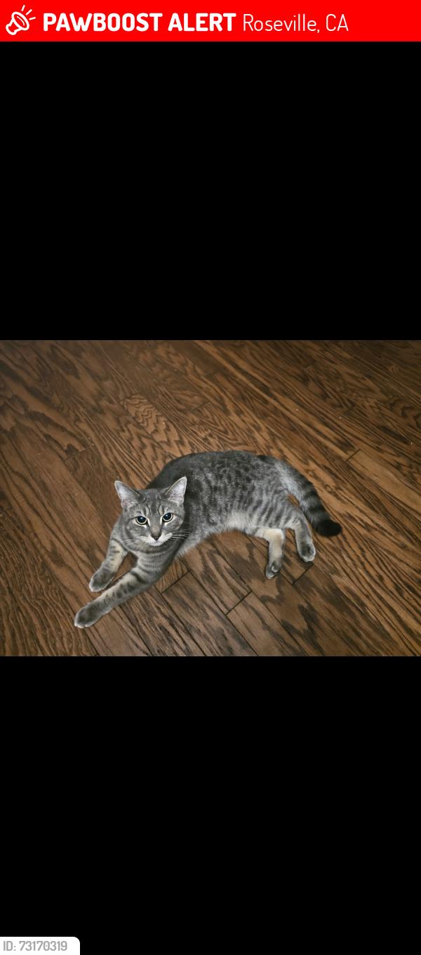 Lost Male Cat last seen Machado lane, Roseville, CA 95678