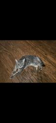Lost Male Cat last seen Machado lane, Roseville, CA 95678