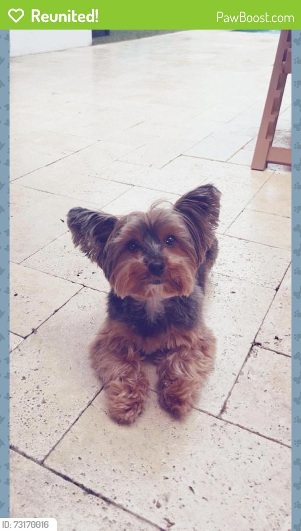 Reunited Female Dog last seen Ron Ehmann Park, Miami, FL 33176