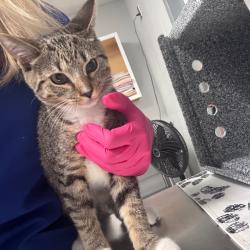 Shelter Stray Male Cat last seen , 328 Furman Hall Rd, Greenville, SC 29609, USA