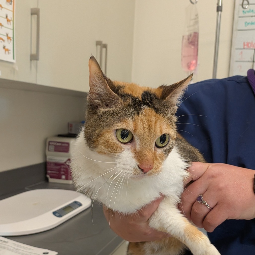 Shelter Stray Female Cat last seen , 21800 Central Ave, Matteson, IL 60443, USA
