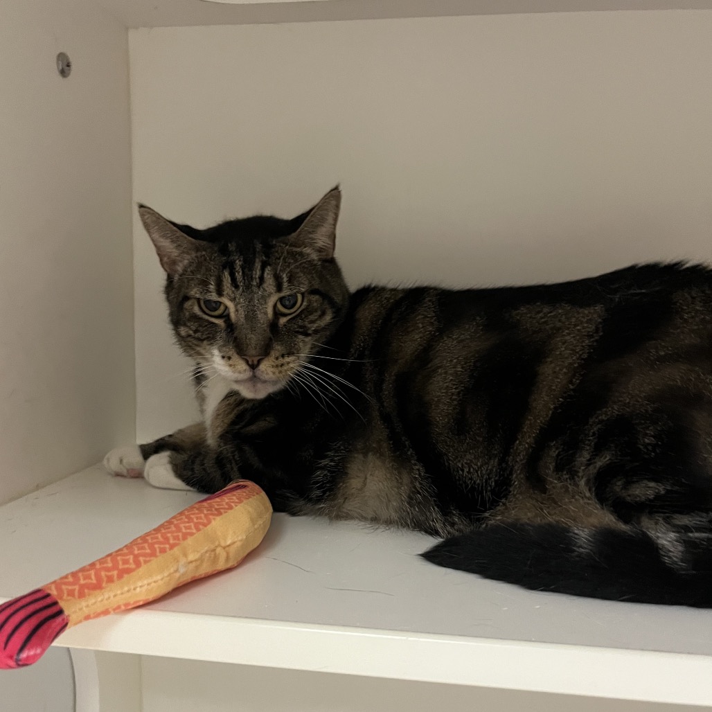 Shelter Stray Male Cat last seen , Animal Care & Control Team of Philly, 111 W Hunting Park Ave, Philadelphia, PA 19140, USA