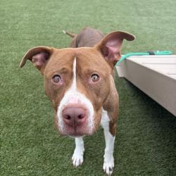 Shelter Stray Female Dog last seen , Animal Care & Control Team of Philly, 111 W Hunting Park Ave, Philadelphia, PA 19140, USA