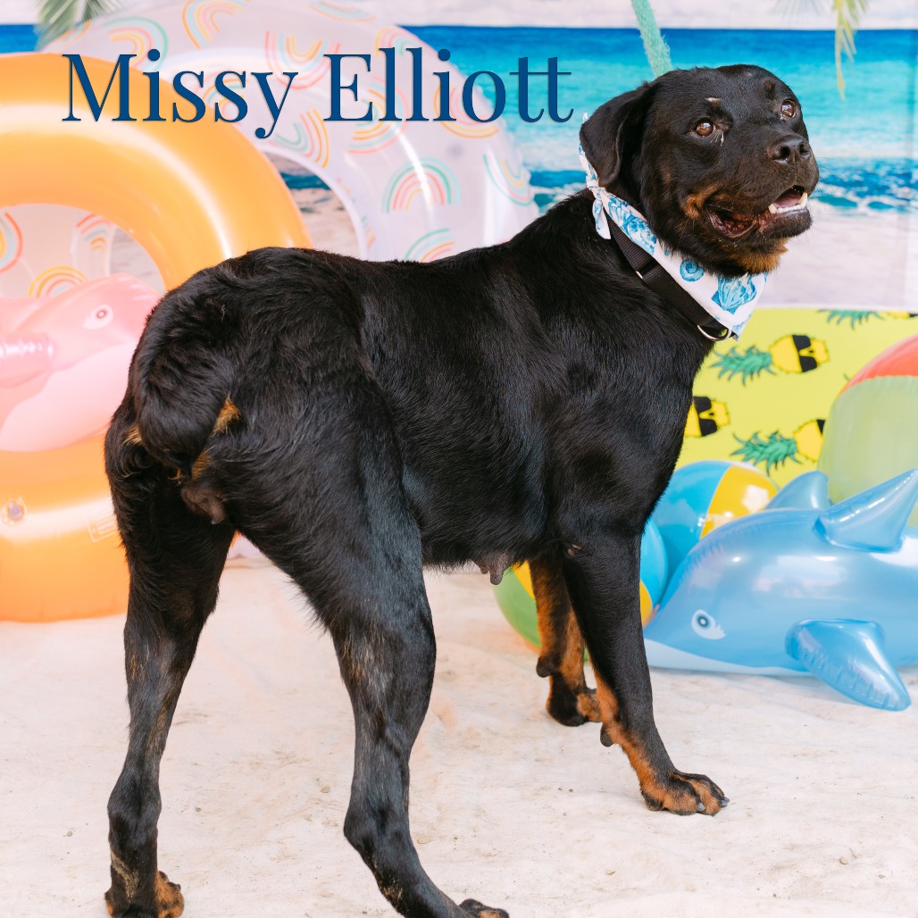 Shelter Stray Female Dog last seen , Animal Care & Control Team of Philly, 111 W Hunting Park Ave, Philadelphia, PA 19140, USA