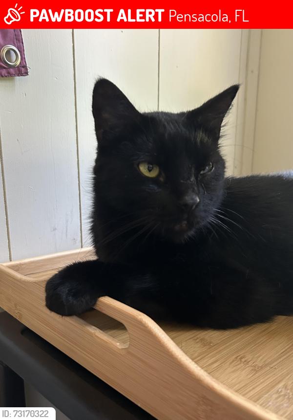 Lost Male Cat last seen Near Jackson street, Pensacola, FL 32505