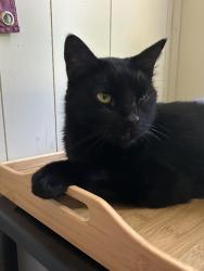 Lost Male Cat last seen Near Jackson street, Pensacola, FL 32505