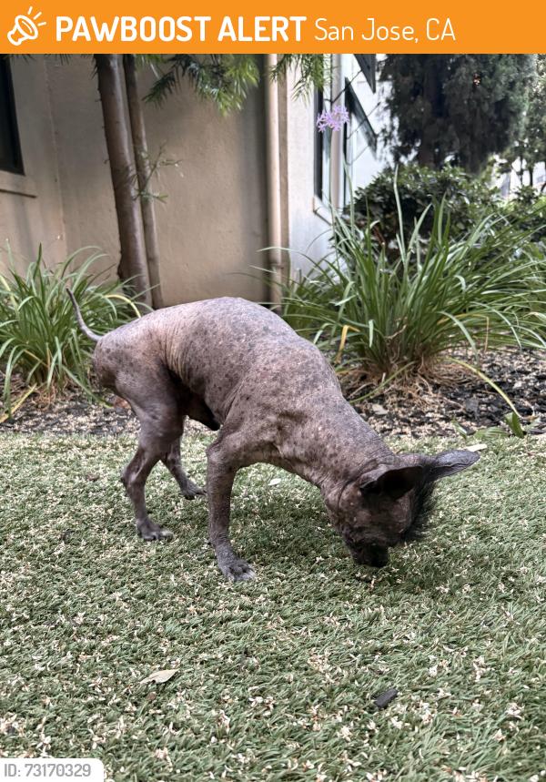 Found/Stray Male Dog last seen Fountain plaza apmts, San Jose, CA 95110