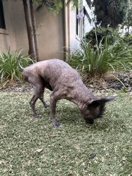 Found/Stray Male Dog last seen Fountain plaza apmts, San Jose, CA 95110