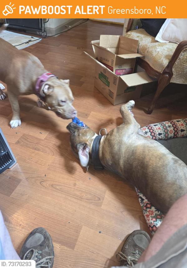 Found/Stray Male Dog last seen Wendover and English, Greensboro, NC, Greensboro, NC 27405
