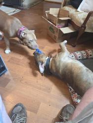 Found/Stray Male Dog last seen Wendover and English, Greensboro, NC, Greensboro, NC 27405