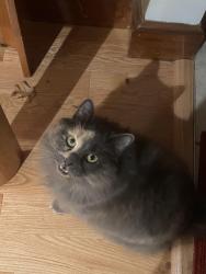 Lost Female Cat last seen Felton St & Montvale Rd, Woburn, MA 01801
