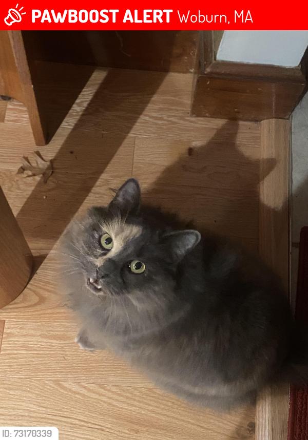 Lost Female Cat last seen Felton St & Montvale Rd, Woburn, MA 01801