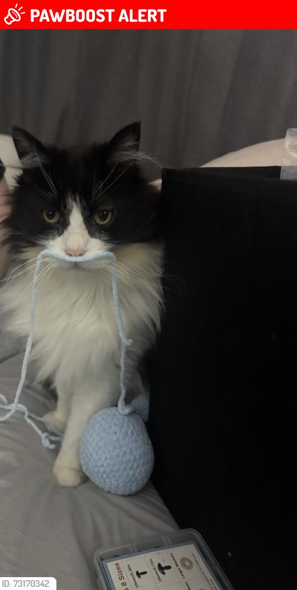 Lost Male Cat last seen Kettleness avenue, Redcar and Cleveland, England TS10 5EP