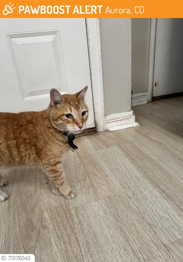 Found/Stray Unknown Cat last seen Near s salida st, Aurora, CO 80013