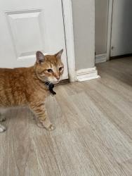 Found/Stray Unknown Cat last seen Near s salida st, Aurora, CO 80013