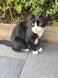 Found/Stray Unknown Cat last seen Markham Road/Firbank road, Bournemouth, Christchurch and Poole, England 