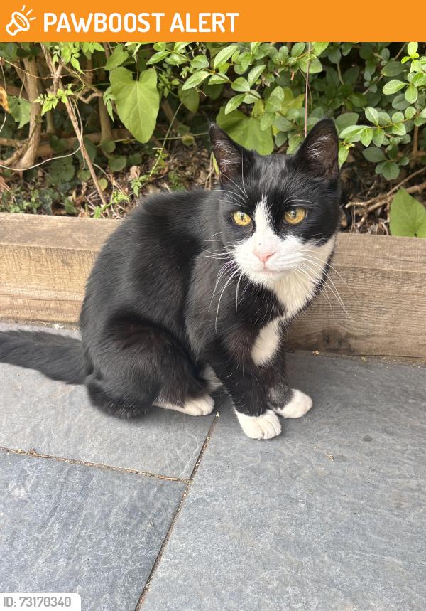 Found/Stray Unknown Cat last seen Markham Road/Firbank road, Bournemouth, Christchurch and Poole, England 