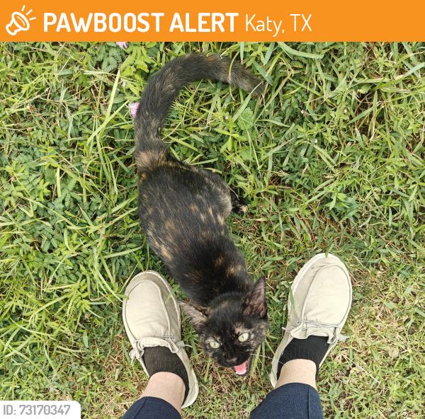 Found/Stray Female Cat last seen Near a field, Katy, TX 77493