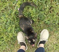 Found/Stray Female Cat last seen Near a field, Katy, TX 77493