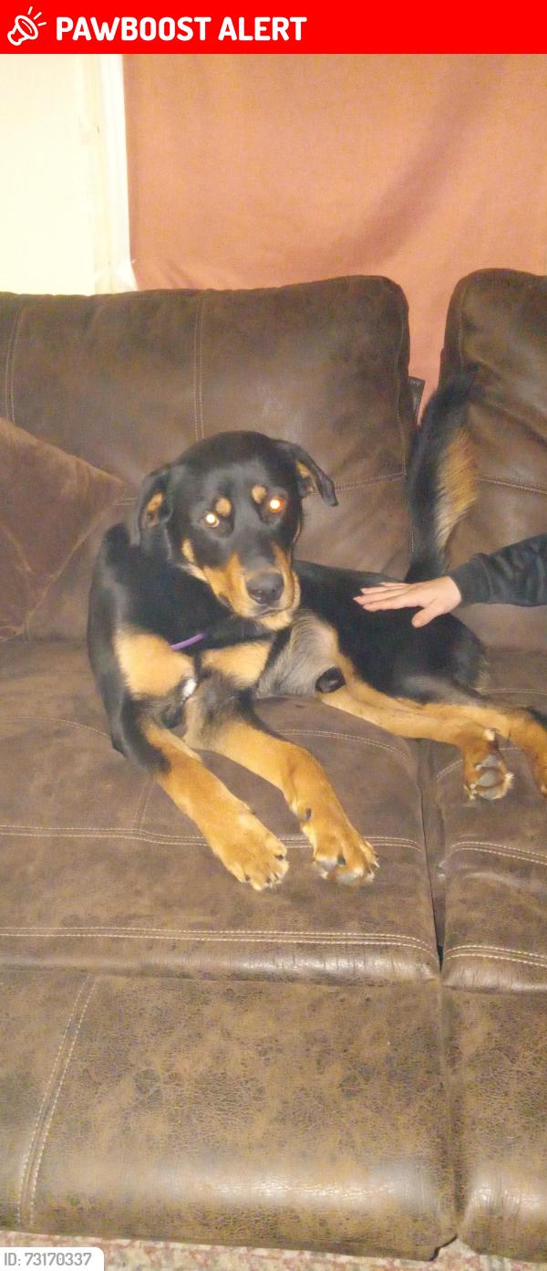 Lost Male Dog last seen Off gulf Beach highway, Escambia County, FL 32507