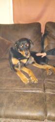 Lost Male Dog last seen Off gulf Beach highway, Escambia County, FL 32507
