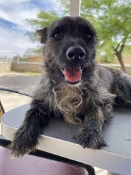 Lost Male Dog last seen Edgemere/airway/hawkins/viscount, El Paso, TX 79925