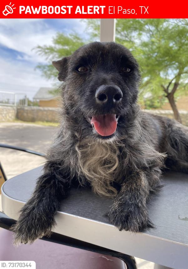 Lost Male Dog last seen Edgemere/airway/hawkins/viscount, El Paso, TX 79925