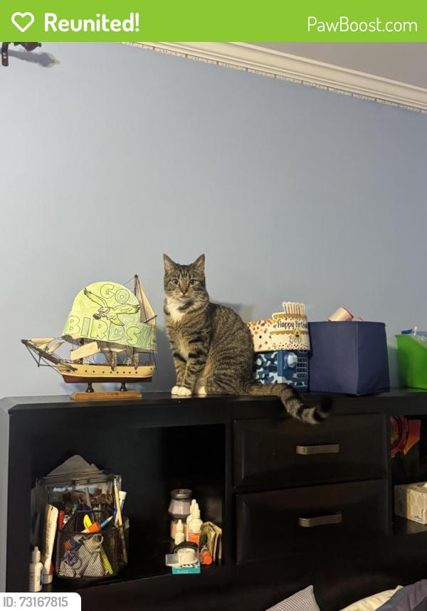 Reunited Female Cat last seen Ryan St & Revere Street, Philadelphia, PA 19152