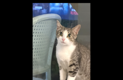 Found/Stray Female Cat last seen Bridgeland High School Dr., Cypress, TX 77433