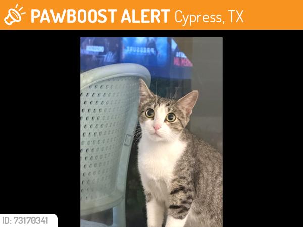 Found/Stray Female Cat last seen Bridgeland High School Dr., Cypress, TX 77433