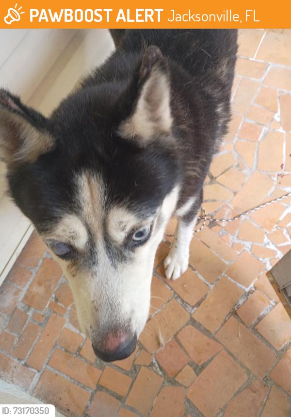 Found/Stray Male Dog last seen Tynan ave and News St, Jacksonville, FL 32211