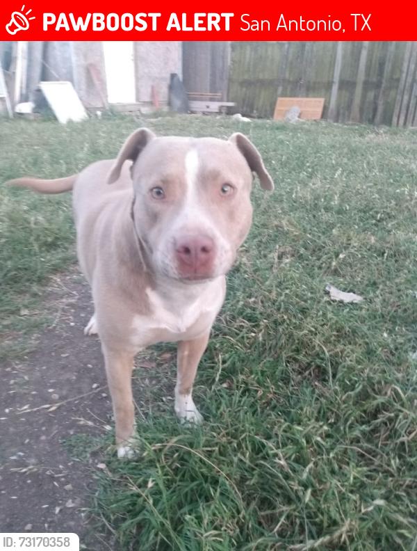 Lost Female Dog last seen Between Rittiman and Corinne, San Antonio, TX 78218
