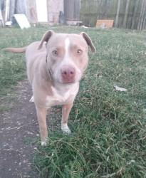 Lost Female Dog last seen Between Rittiman and Corinne, San Antonio, TX 78218