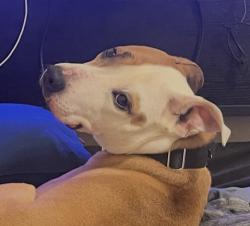Lost Male Dog last seen Near Kerman dr, Cypress, TX 77429