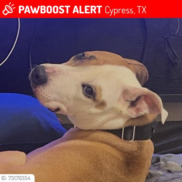 Lost Male Dog last seen Near Kerman dr, Cypress, TX 77429