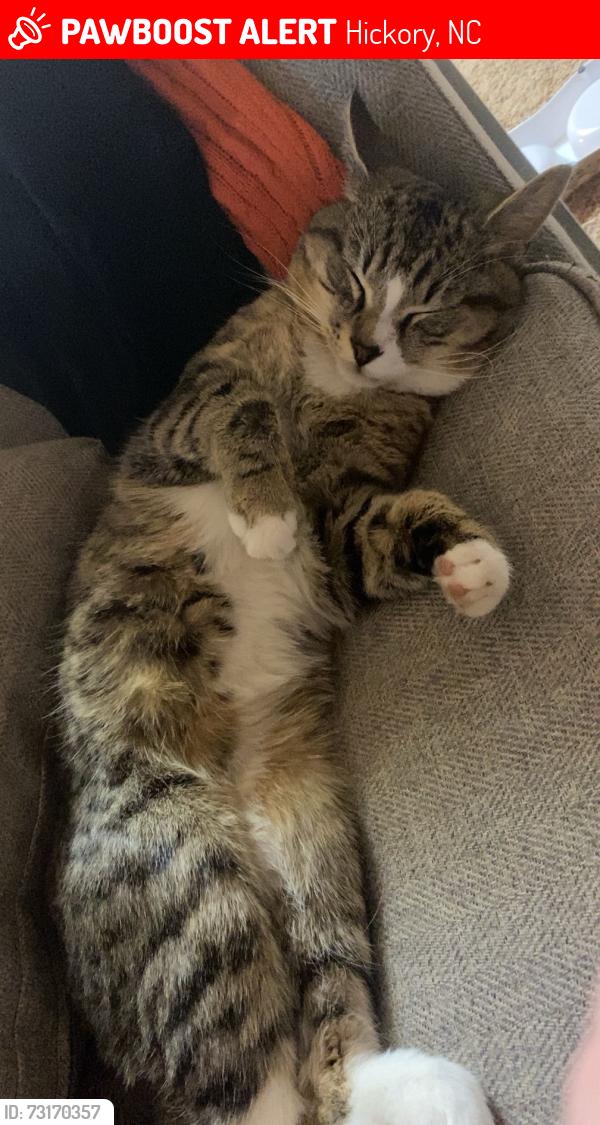 Lost Male Cat last seen Hickory, Hickory, NC 28601