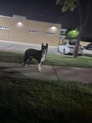 Found/Stray Female Dog last seen Hightower and Whitley Rd, Watauga, TX 76148