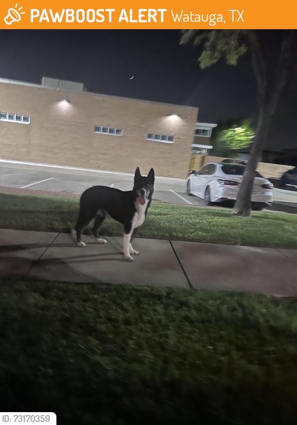 Found/Stray Female Dog last seen Hightower and Whitley Rd, Watauga, TX 76148