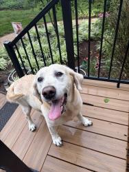 Reunited Male Dog last seen Carriage Hills, Roanoke, VA 24018